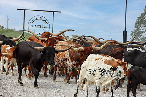 Herd of Texas Longhorn Cows at Dickinson Cattle Co near Barnesville, Ohio