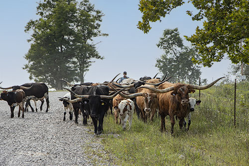 Herd of Texas Longhorn Cows on Muskrat Rd at Dickinson Cattle Co. Near Fairview, Ohio
