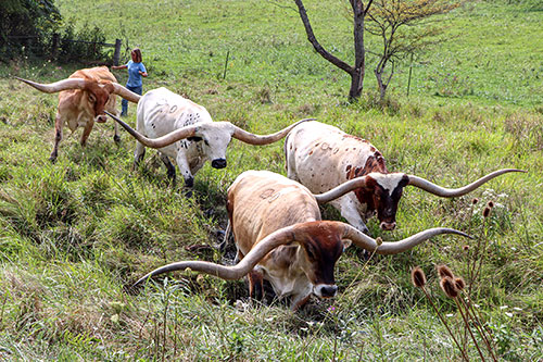 Some big horned Texas Longhorn Steers at Dickinson Cattle Co.