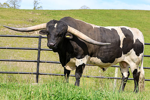 Texas Longhorn Bull "Full Throttle" at Dickinson Cattle Co.