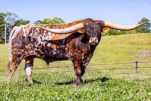 Texas Longhorn Bull "Beyond Reach" at Dickinson Cattle Co.