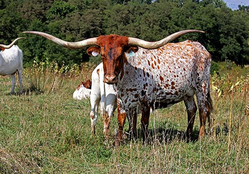 Longhorn Cow - Sweet Kookateu with calf - Dickinson Cattle Co - Barnesville Ohio