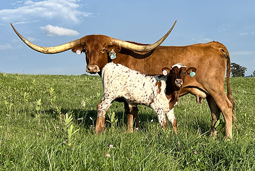 Texas Longhorn Cow named "Afternoon" - Owner: Doug Burris