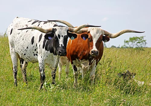 Texas Longhorn Cows enjoying a June Day with their baby calves at Dickinson Cattle Co near Barnesville, Ohio