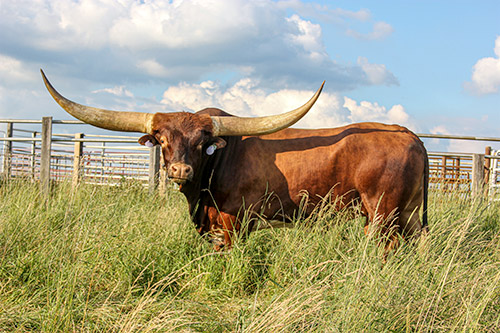 Texas Longhorn Bull named Clear Point. Taken near Fairview, Ohio.