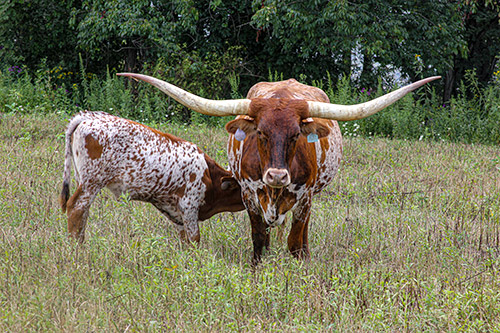 Texas Longhorn Cow named Just Respect with her baby bull calf near Barnesville Ohio.