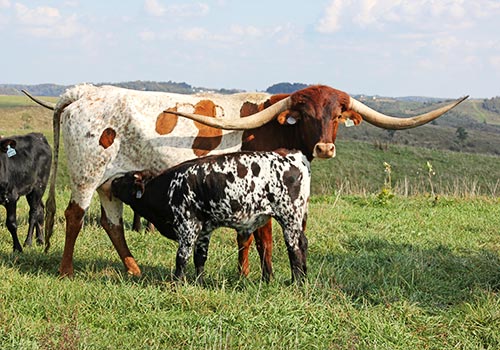 "Jammed Packed", a Texas Longhorn cow with her 2016 Bull calf at Dickinson Cattle Co, near Barnesville, Ohio