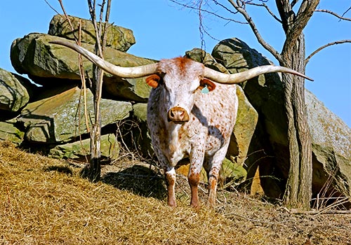 Pretty Lady, Texas Longhorn cow with 90-1/2" horns Tip To Tip - at Dickinson Cattle Co, near Barnesville, Ohio