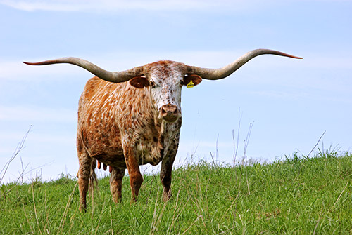 Texas Longhorn Cow named Jester - near Barnesville Ohio at Dickinson Cattle Company.
