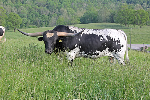 Longhorn bull "Non Stop" on the hillside at Dickinson Cattle Co. near Barnesville, Ohio