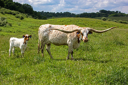 Texas Longhorn Cow named Silent Iron - at Dickinson Cattle Co, near Hendrysburg, Ohio.