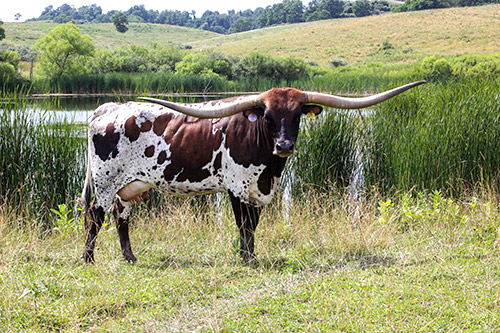 Texas Longhorn cow named Tuff Enough hanging out by the pond at Dickinson Cattle Co. near Barnesville, Ohio.