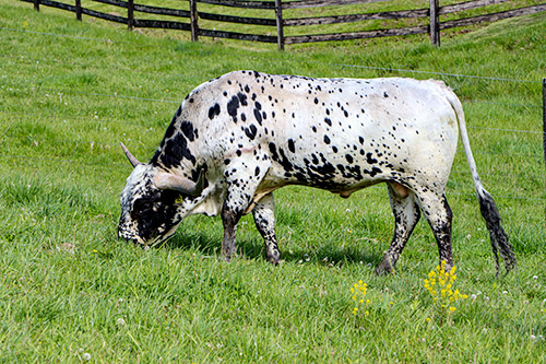 Texas Longhorn Bull named Spokesman near Barnesville, Ohio, at Dickinson Cattle Co,