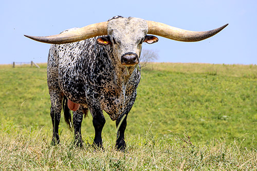 Texas Longhorn Bull, Flair Galore at Dickinson Cattle Co. near Barnesville, OH.
