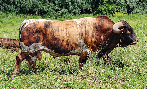 Texas Longhorn Bull - Cut'n Dried