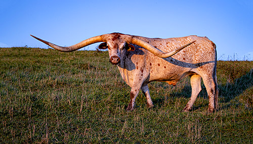 Texas Longhorn steer named Powhattan Point on grass with sky