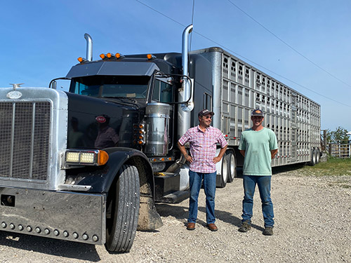 Peterbilt bullhauler loading up Texas Longhorn For a trip