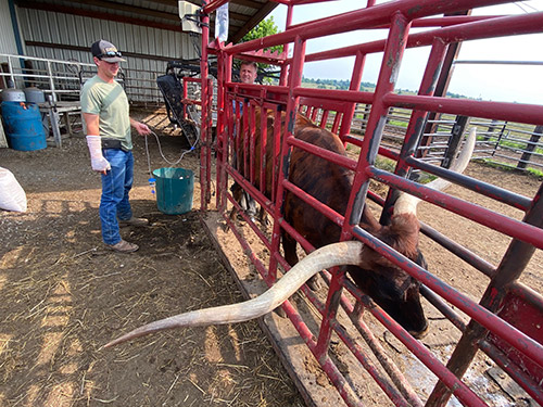 Texas Longhorn cow in chute during Embryo Transfer process near Barnesville Ohio