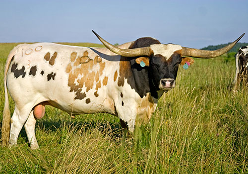 Win Win - Massive Longhorn Bull