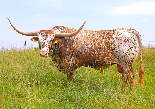 Longhorn Bull - Juma