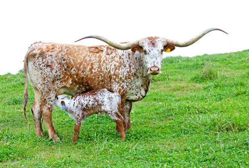 Longhorn Cow with Calf - Jester