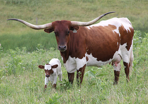 Longhorn Cow with baby Calf