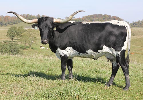 Texas Longhorn Cow "Mulan" at Dickinson Cattle Co, near Barnesville, Ohio