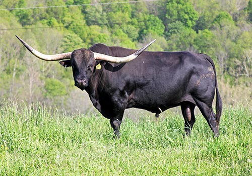 Longhorn Bull - Jet Black Chex
