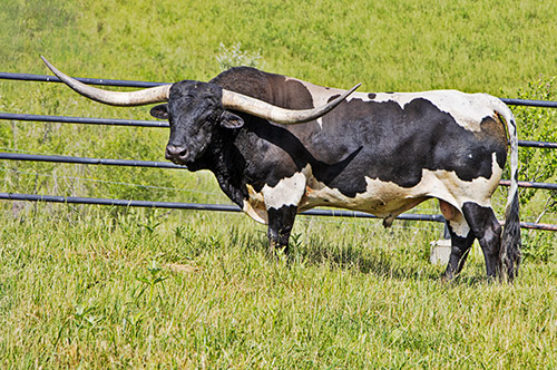 Texas Longhorn bull Line Up at Dickinson Cattle Co.
