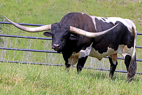 Texas Longhorn Bull "Line Up" at Dickinson Cattle Co.