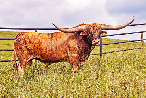 Texas Longhorn bull Silent Edge at Dickinson Cattle Co.