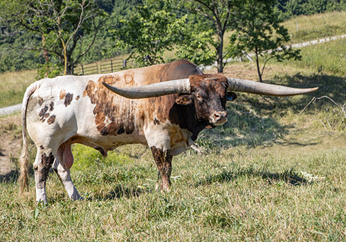 Texas Longhorn bull Point Mark at Dickinson Cattle Co.