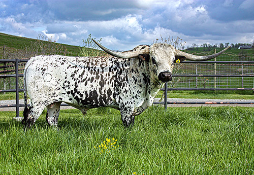 Texas Longhorn bull Showman at Dickinson Cattle Co.
