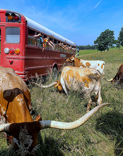 Kids group feeding Texas Longhorn Cows from the Longhorns Head To Tail Tour bus near Barnesville, Ohio.