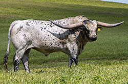 Texas Longhorn Bull "Giver" at Dickinson Cattle Co.