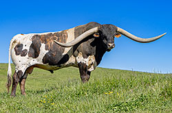 Texas Longhorn Bull "Jam Box" at Dickinson Cattle Co.
