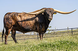 Texas Longhorn Bull "Levin" at Dickinson Cattle Co.