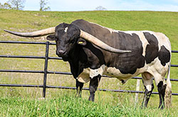 Texas Longhorn Bull "Full Throttle" at Dickinson Cattle Co.