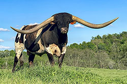Texas Longhorn Bull "Jam Box" at Dickinson Cattle Co.