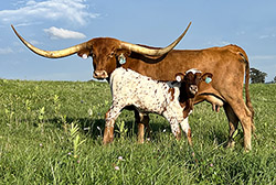 Texas Longhorn Cow named "Afternoon" - Owner: Doug Burris