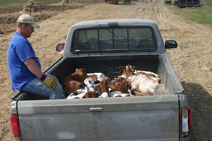 Follow along the dusty trail of a modern day Texas Longhorn trail drive. Here at Dickinson Cattle Co. Inc, Barnesville, Ohio USA the calves are being born at 8 to 20 per day. For good management, every 3 to 5 days all the calves of that age group are moved with their mothers to a separate pasture. It is easier to check pastures if management groups are separated by pairs, springers and dries. By the end of calving season the DCC pastures will have sorted 40 to 50 pair in 10 to 14 pastures.