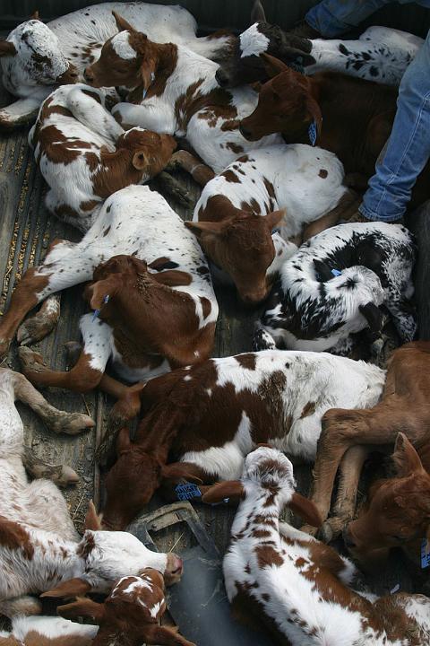 Each calf has an ear tag with the initials of the sire and name of the dam. All DCC calves are weighed, receive a selenium shot and tagged promptly after birth. Little lives are very important at DCCI. Some will grow to be great impressive specimens. Every precaution is taken for their health and safety.