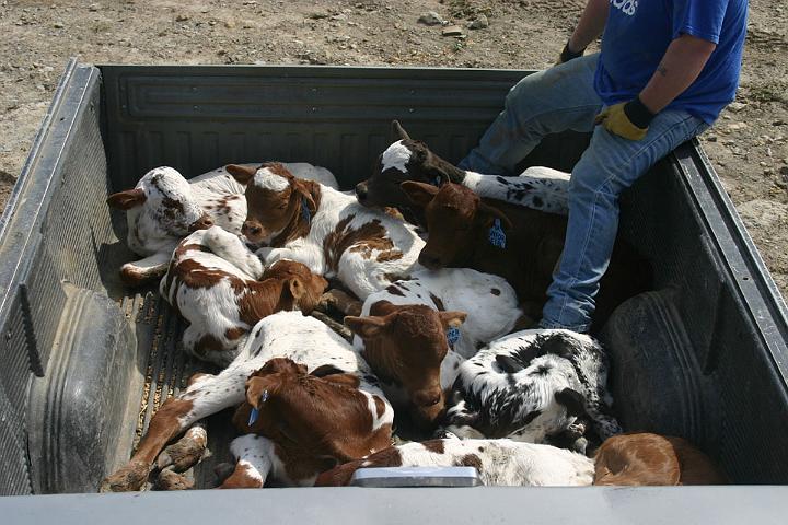On April 7 twenty calves were born. On April 8 the new pairs were driven 3 miles to a new pasture. About half way, the day old calves just got tuckered out and started dragging toward the rear. As they demanded to "sleep-it-off" in the middle of a public road, the DCC men loaded them into the old ranch truck. Scott became the official baby sitter.
