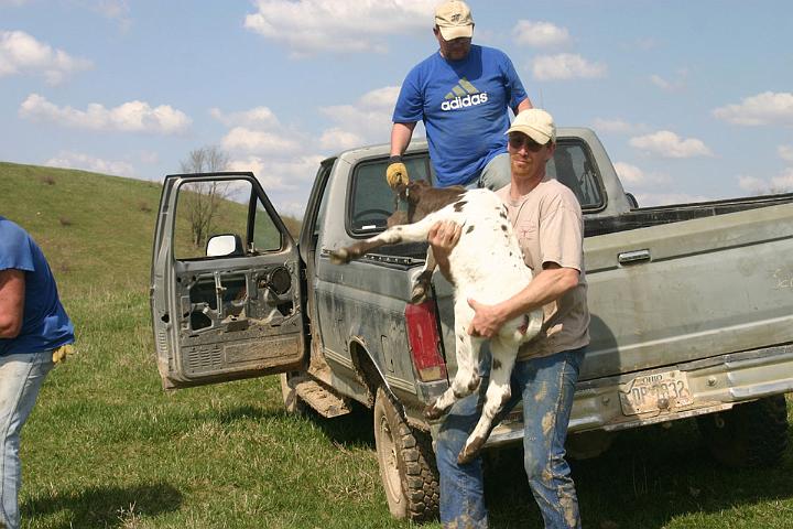 Each calf is unloaded to be optimistically received by the expectant mother at the end of the trail. For those of us north of the fortieth parallel in Ohio, the new grass is just starting. (Ten days ago we had 9 inches of snow.)