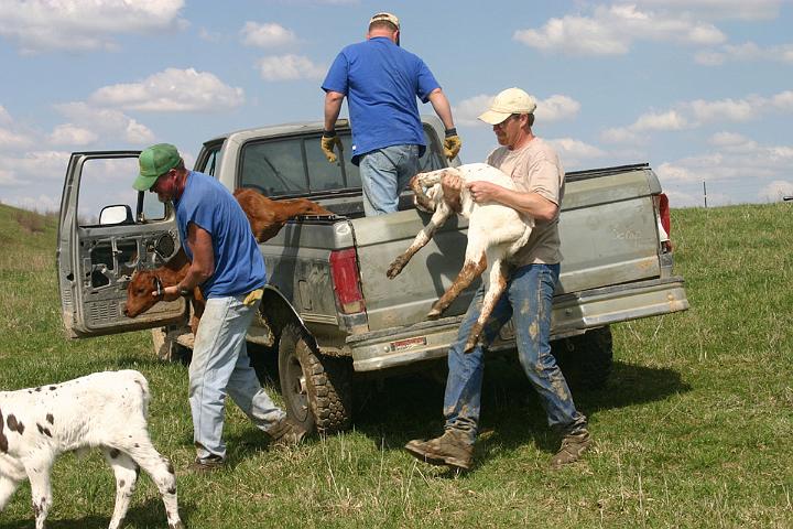 Each calf is unloaded to be optimistically received by the expectant mother at the end of the trail. For those of us north of the fortieth parallel in Ohio, the new grass is just starting. (Ten days ago we had 9 inches of snow.)