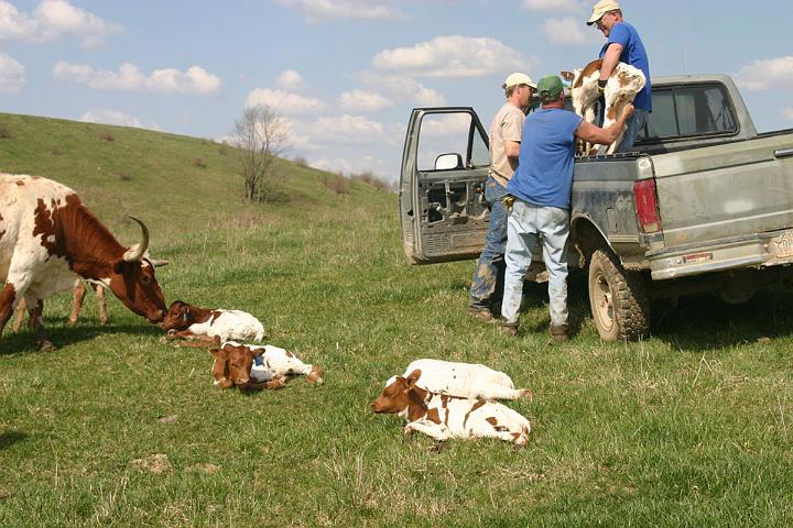New mothers are now comforted and happy. The calves quickly grabbed an aggressive shot of milk, lay down in the new grass and zonk out. (Note: Don't look at the old truck door--the handle hasn't worked for months, but it opens and closes fine with a bungee cord. That is one way you can tell DCC is not operated by the US government.)