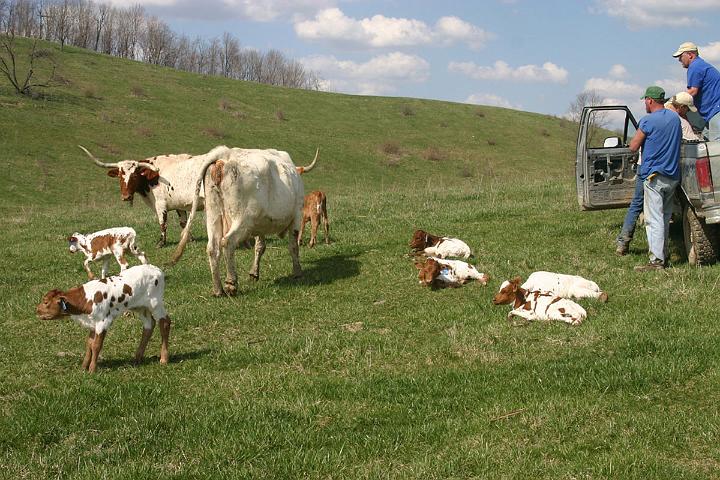 Cows mother-up and the calves feel like new in an hour or so. (Youth is wonderful.) All is well that ends well.