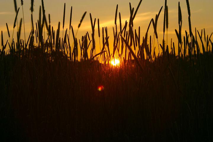 Sunrise through the Timothy grass on the ranch