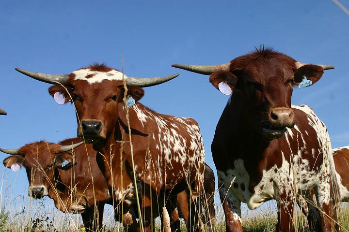 Curious heifers