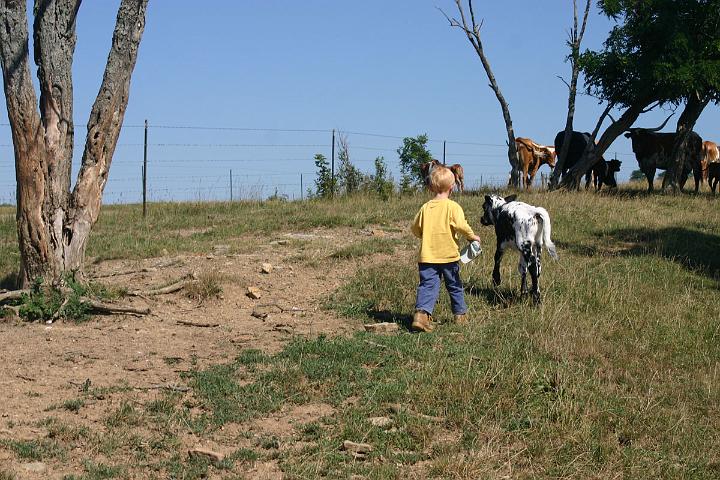 Bry Dickinson trying to pet calf.